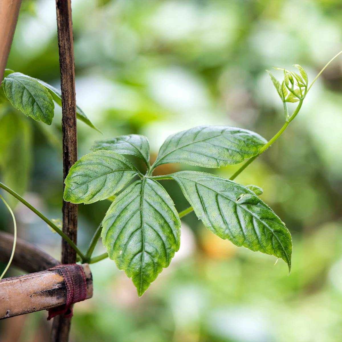 Jiaogulan - Gynostemma pentaphyllum Pot de 1,5L/2L