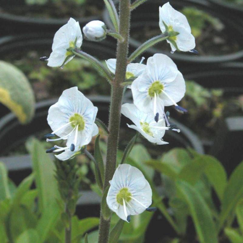 Véronique fausse gentiane à fleurs Blanche/ - feuillage Persistant - Godet - 5/20 cm - Imagen 1