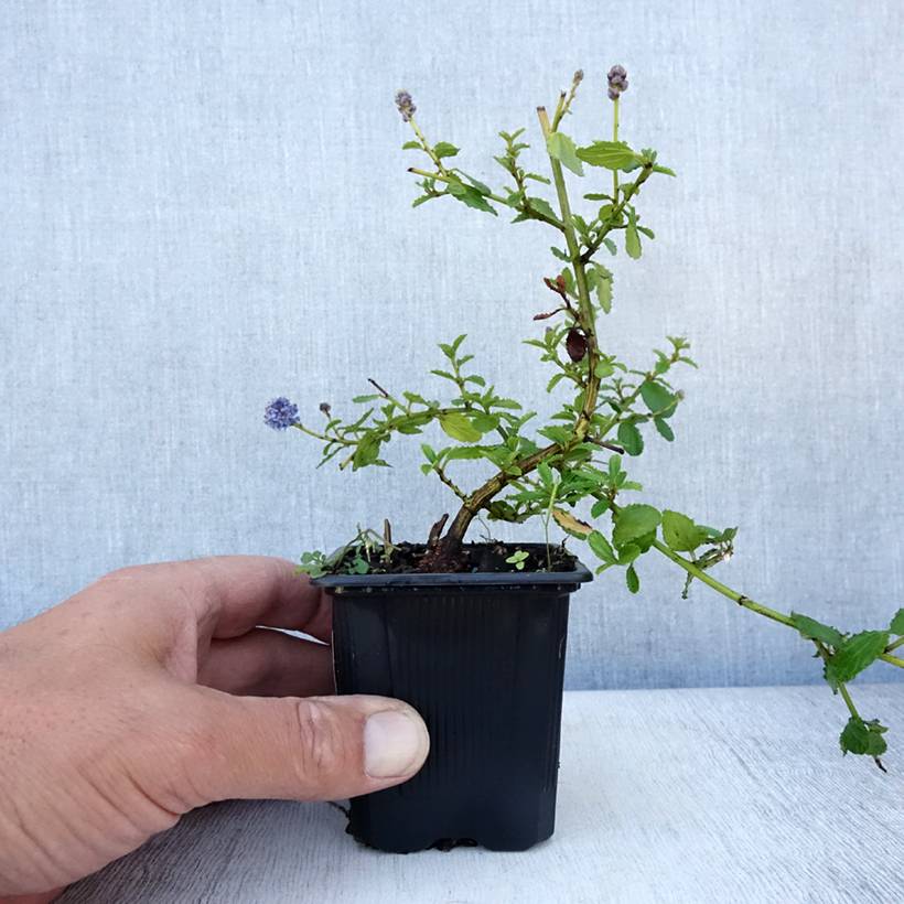 Ceanothus thyrsiflorus repens - Lilas de Californie Godet de 8/9 cm - Image 2