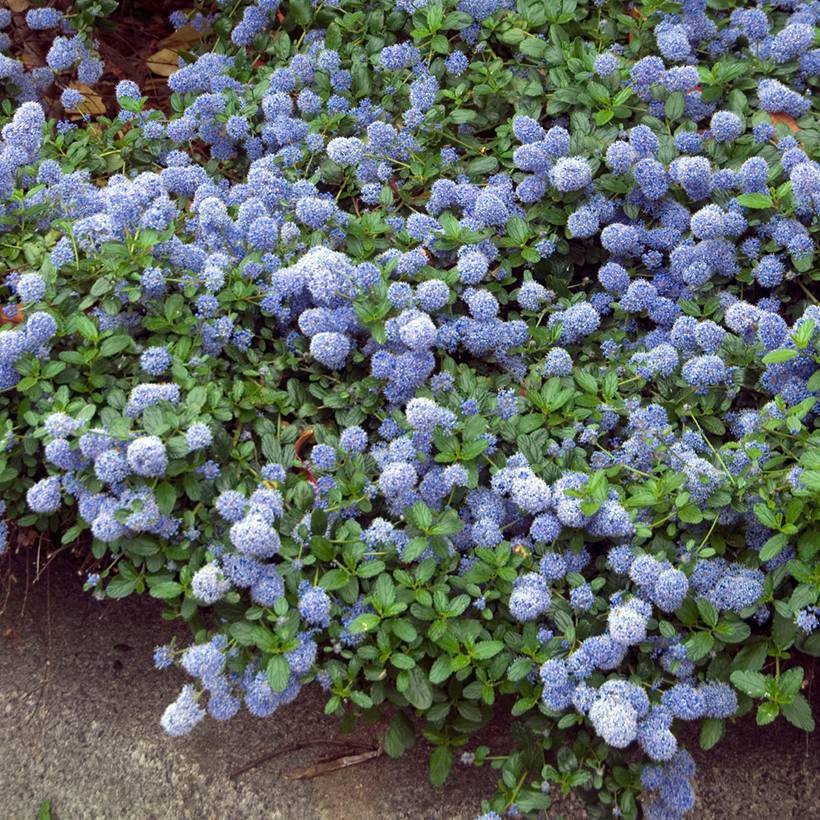 Ceanothus thyrsiflorus repens - Lilas de Californie Godet de 8/9 cm - Image 1