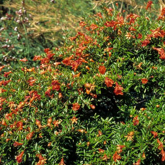 Promesse de Fleurs - Grenadier nain - Punica granatum Chico ou Nana Gracillissima Pot de 3L/4L, Touffe