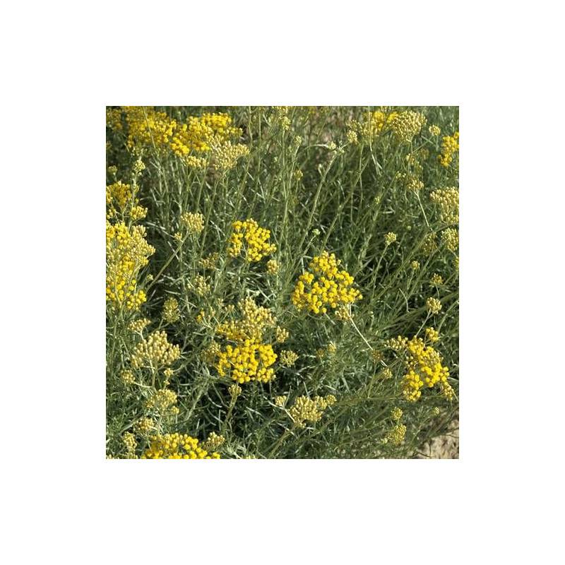 Immortelle d'Italie serotinum à fleurs Jaune - feuillage Persistant - Godet - 5/20 cm-  hauteur à maturité De 0,50 m à 1,00 m - Image 1