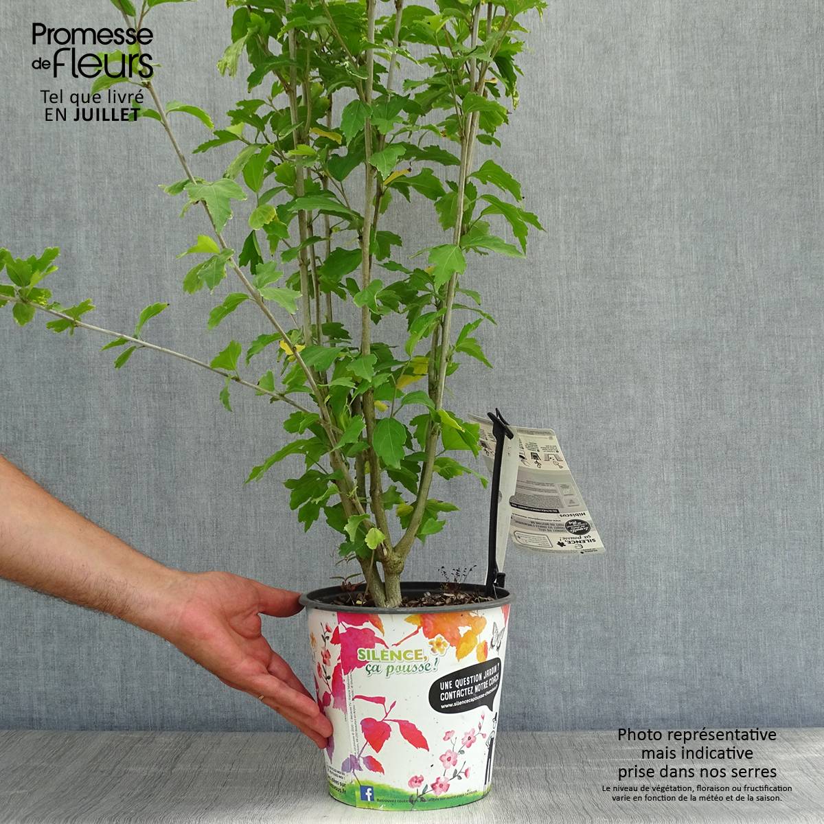 Hibiscus French Cabaret Red - Althéa double rouge foncé Pot de 3L/4L - Image 2