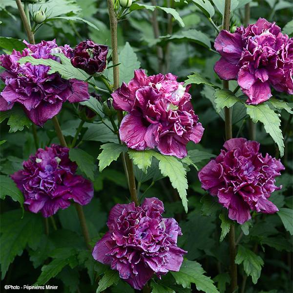 Hibiscus French Cabaret Red - Althéa double rouge foncé Pot de 3L/4L - Image 1