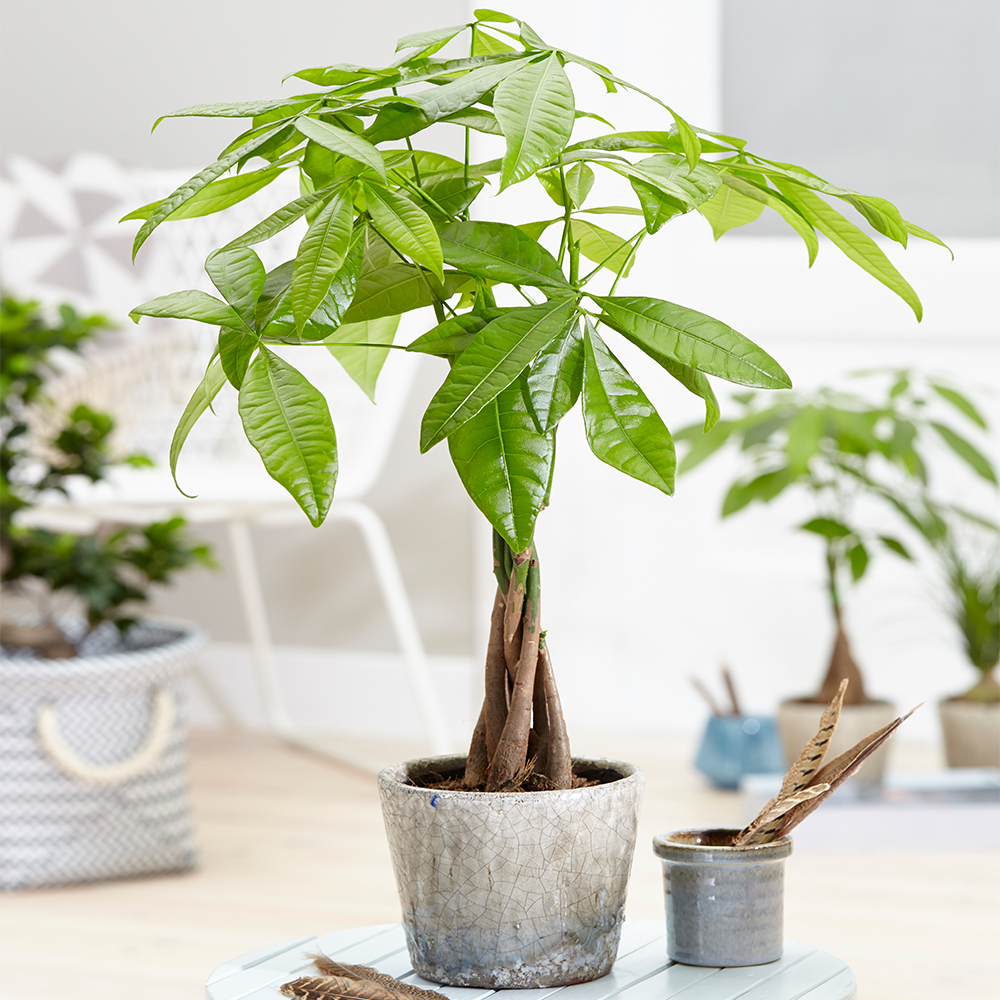 Gardenersdream - Pachira Aquatica Cacaoyer - Plante D'Interieur Vivante Au Tronc Tressé En Pot De 12Cm - GardenersDream