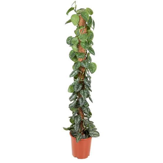 Epipremnum Pictus Trebie Mosstok - D27 H150cm