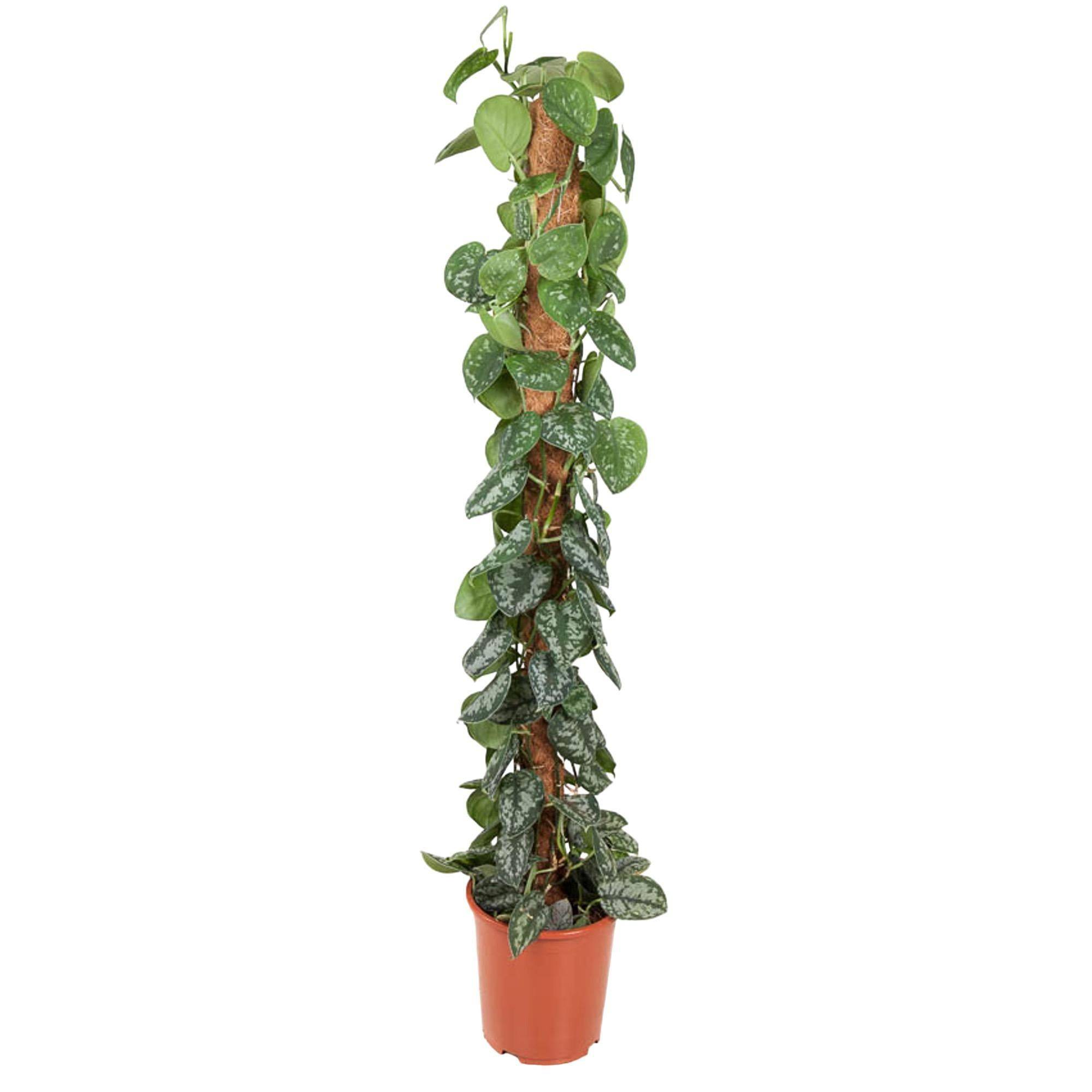 Epipremnum Pictus Trebie Mosstok - D27 H150cm