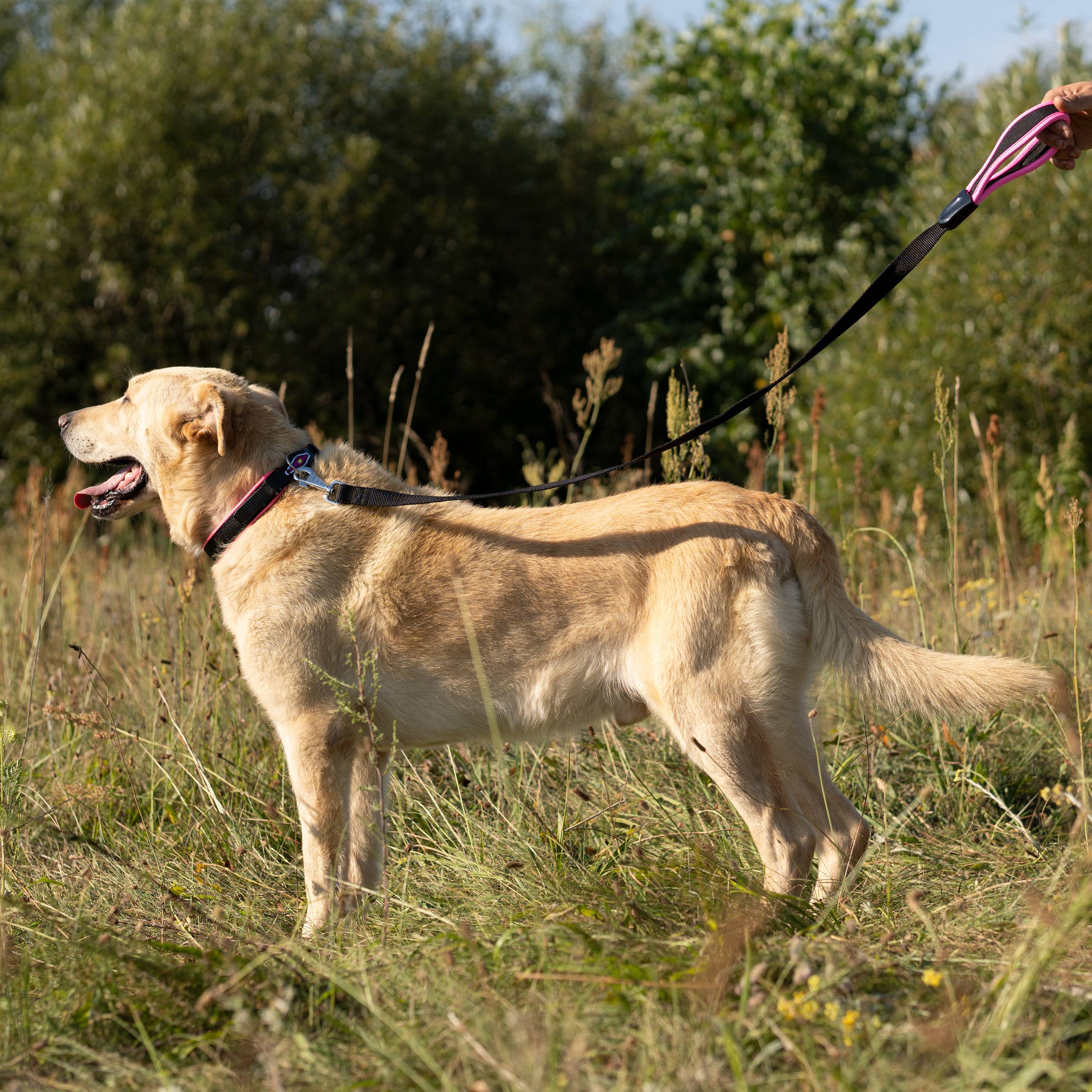 Ferplast - Ferplast laisse pour chien ERGOFLUO, laisse pour chien taille grande, poignée ergonomique rembourrée, nylon. Taille 120 cm, Rose - Imagen 3