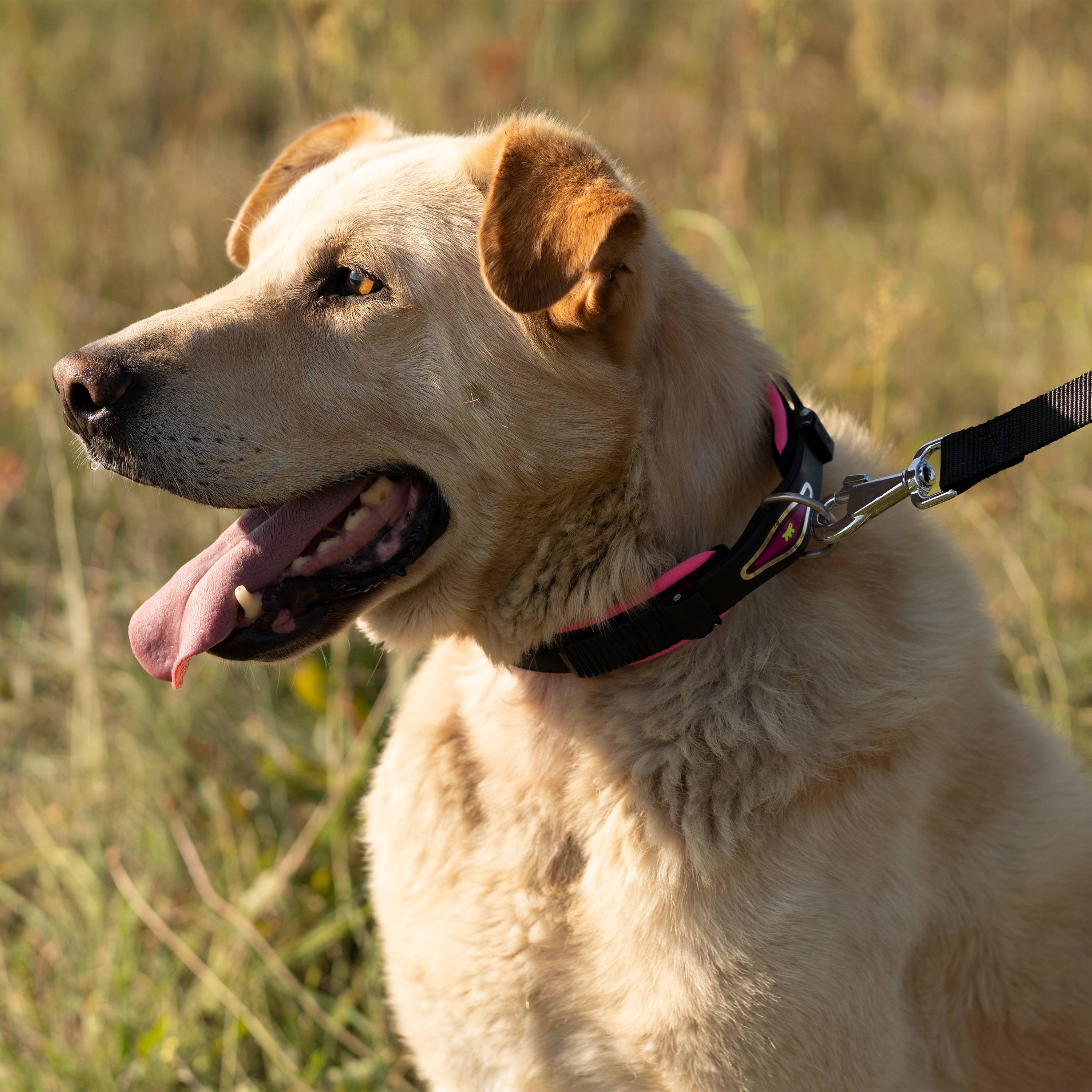 Ferplast - Ferplast laisse pour chien ERGOFLUO, laisse pour chien taille grande, poignée ergonomique rembourrée, nylon. Taille 120 cm, Rose - Imagen 4