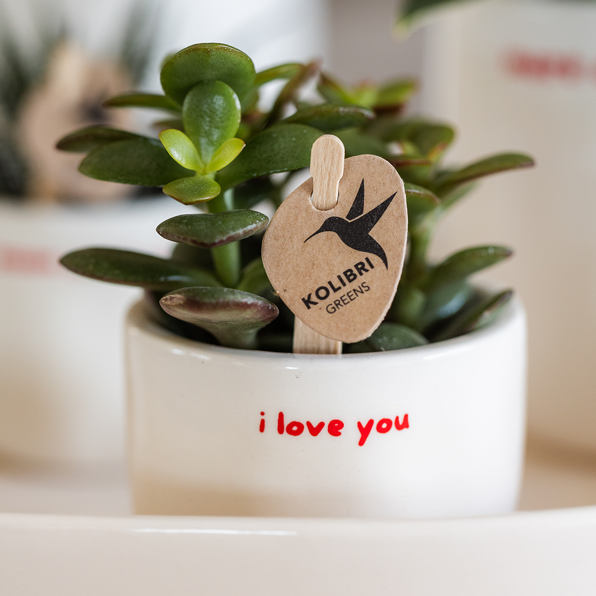 Orchidée Phalaenopsis 'Congo' rouge - Coffret cadeau avec plante verte et cache-pots décoratifs - Plantes d'intérieur - Image 2