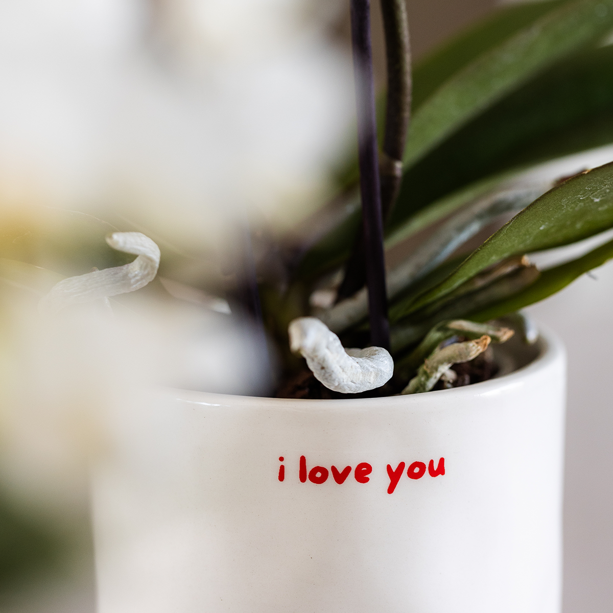 Orchidée Phalaenopsis 'Congo' rouge - Coffret cadeau avec plante verte et cache-pots décoratifs - Plantes d'intérieur - Image 5