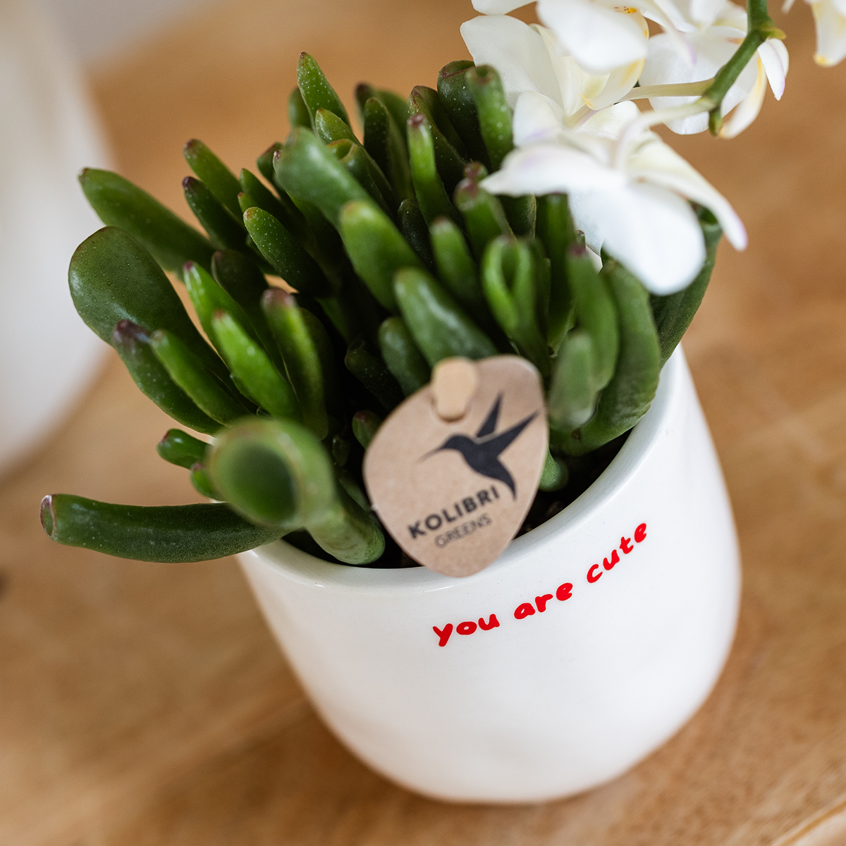 Orchidée Phalaenopsis 'Congo' rouge - Coffret cadeau avec plante verte et cache-pots décoratifs - Plantes d'intérieur - Image 3