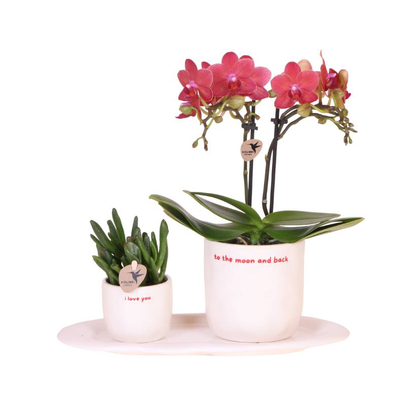 Orchidée Phalaenopsis 'Congo' rouge - Coffret cadeau avec plante verte et cache-pots décoratifs - Plantes d'intérieur - Image 1