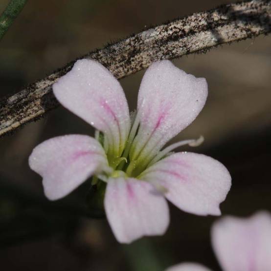 Oeillet des rochers - Petrorhagia saxifraga Godet de 8/9 cm