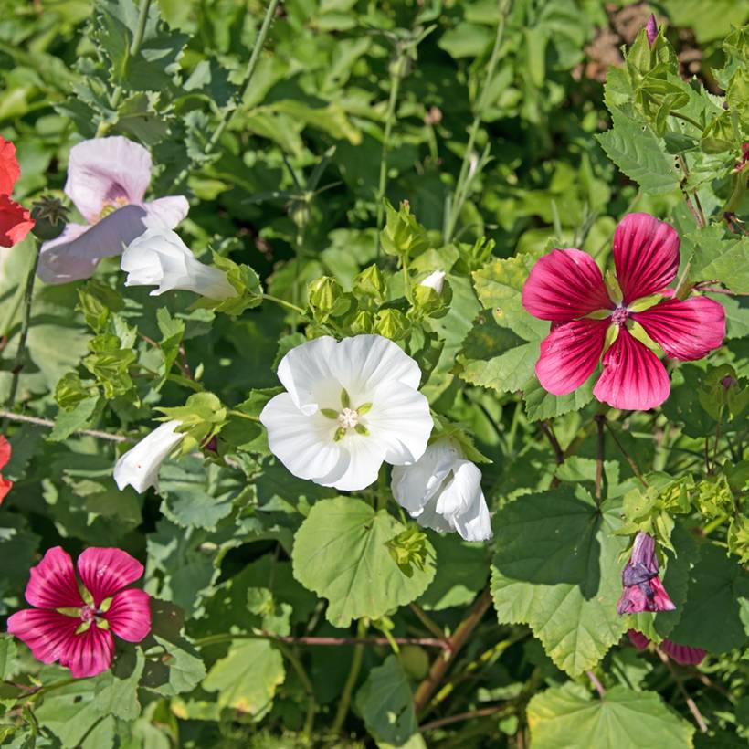 Graines de Malope trifida blanche le sachet de 600 graines environ (2g ...