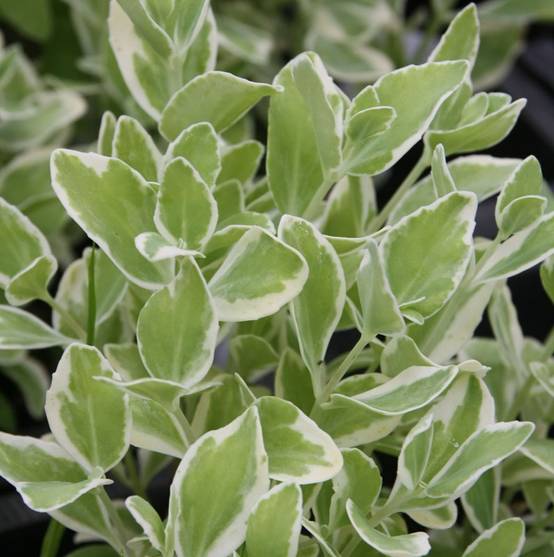 Sedum Frosty Morn, Orpin Godet de 8/9 cm
