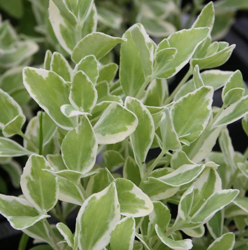 Sedum Frosty Morn, Orpin Godet de 8/9 cm