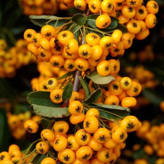 Pyracantha coccinea Saphyr Jaune - Buisson ardent Pot de 2L/3L - Image 1