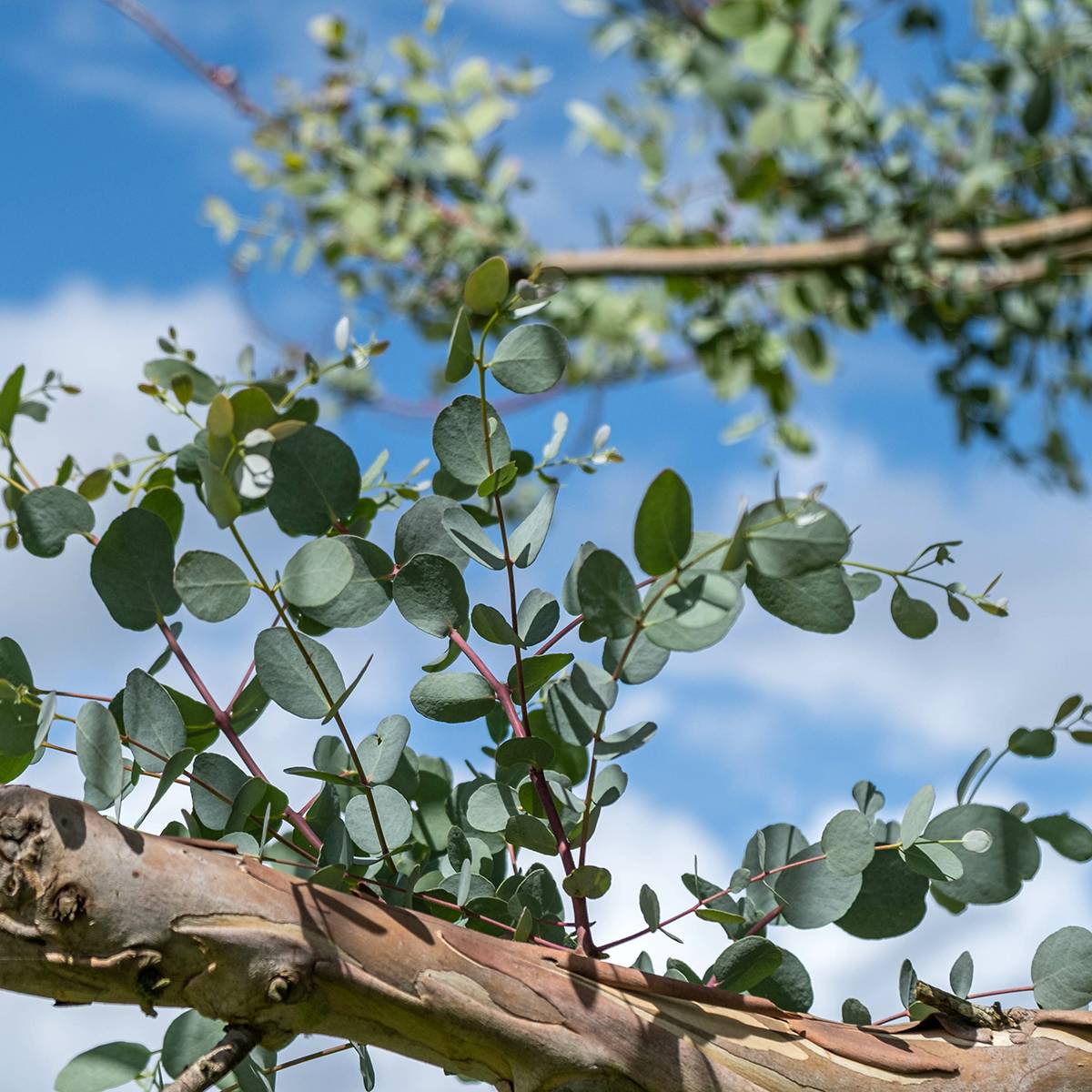 Promesse de Fleurs - Eucalyptus gunnii subsp. divaricata - Gommier cidre de Miena Pot de 4L/5L, Pot anti-chignon