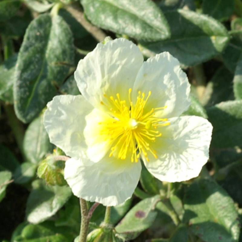 Hélianthème Elfenbeinglanz à fleurs Jaune/ - feuillage Caduc - Godet - 5/20 cm