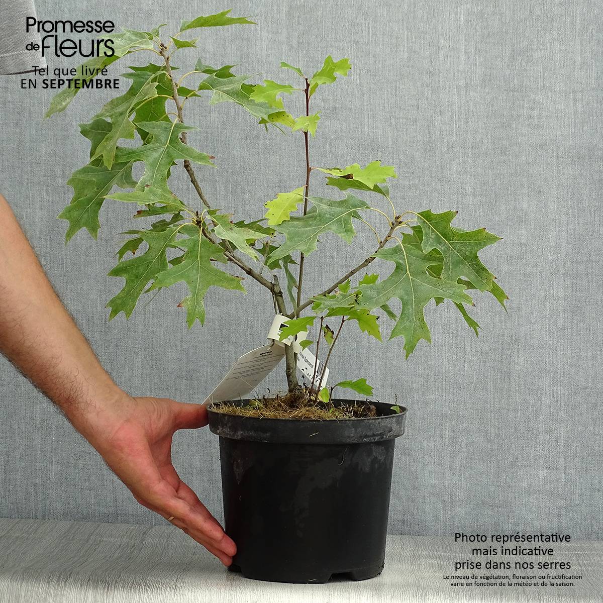Chêne écarlate - Quercus coccinea Splendens Pot de 4L/5L - Image 2