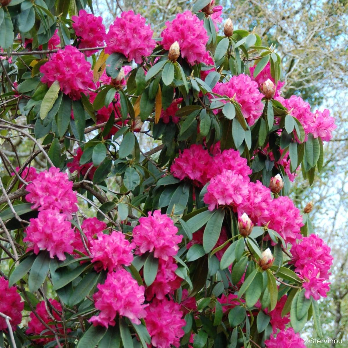 Promesse de Fleurs - Rhododendron Souvenir de J. Broughton - Grand rhododendron Pot de 4L/5L