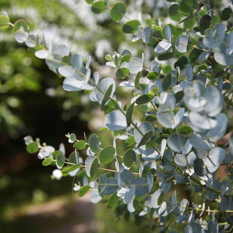 Eucalyptus Silverana®, Gommier cidre - Pot de 4L - 40/60 cm - Image 6
