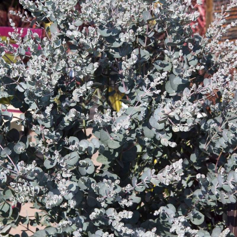 Eucalyptus Silverana®, Gommier cidre - Pot de 4L - 40/60 cm - Image 7