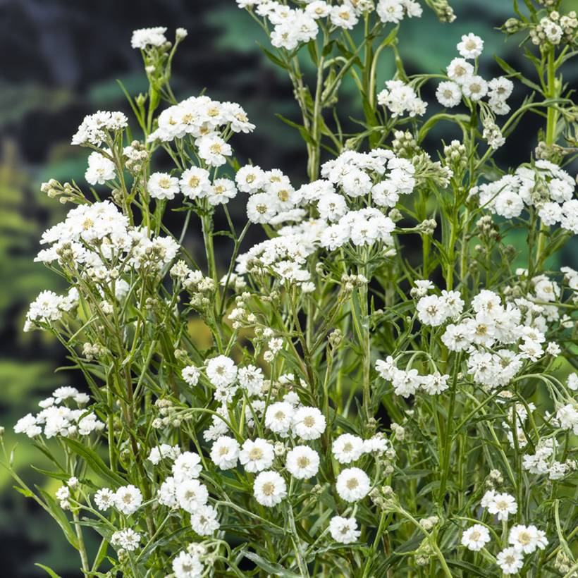 Achillea ptarmica - Bouton-d'argent Godet de 8/9 cm