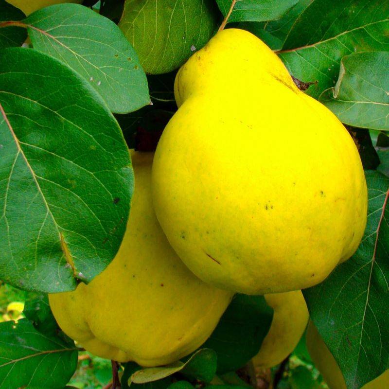 Cognassier 'Portugal' (Cydonia oblonga 'Portugal') - Scion de 100 à 150cm - Pépinières Naudet - Imagen 1