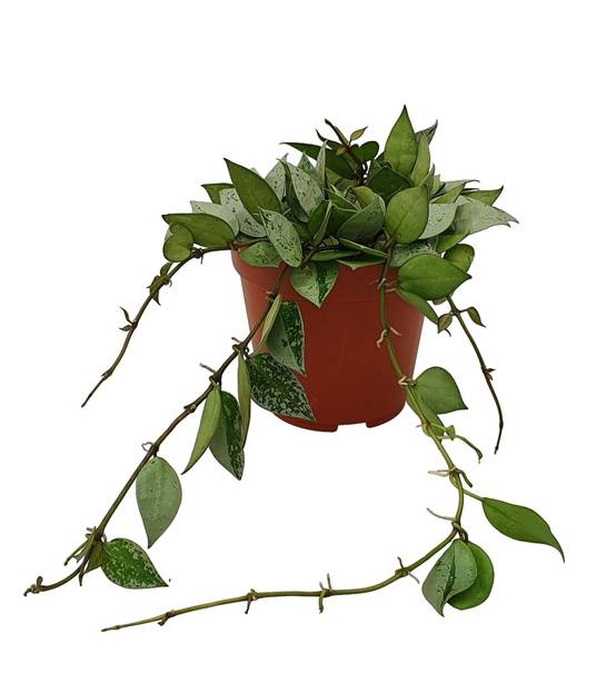 Hoya Krohniana Eskimo 15cm - Plante d'intérieur- La Green Touch - Image 2
