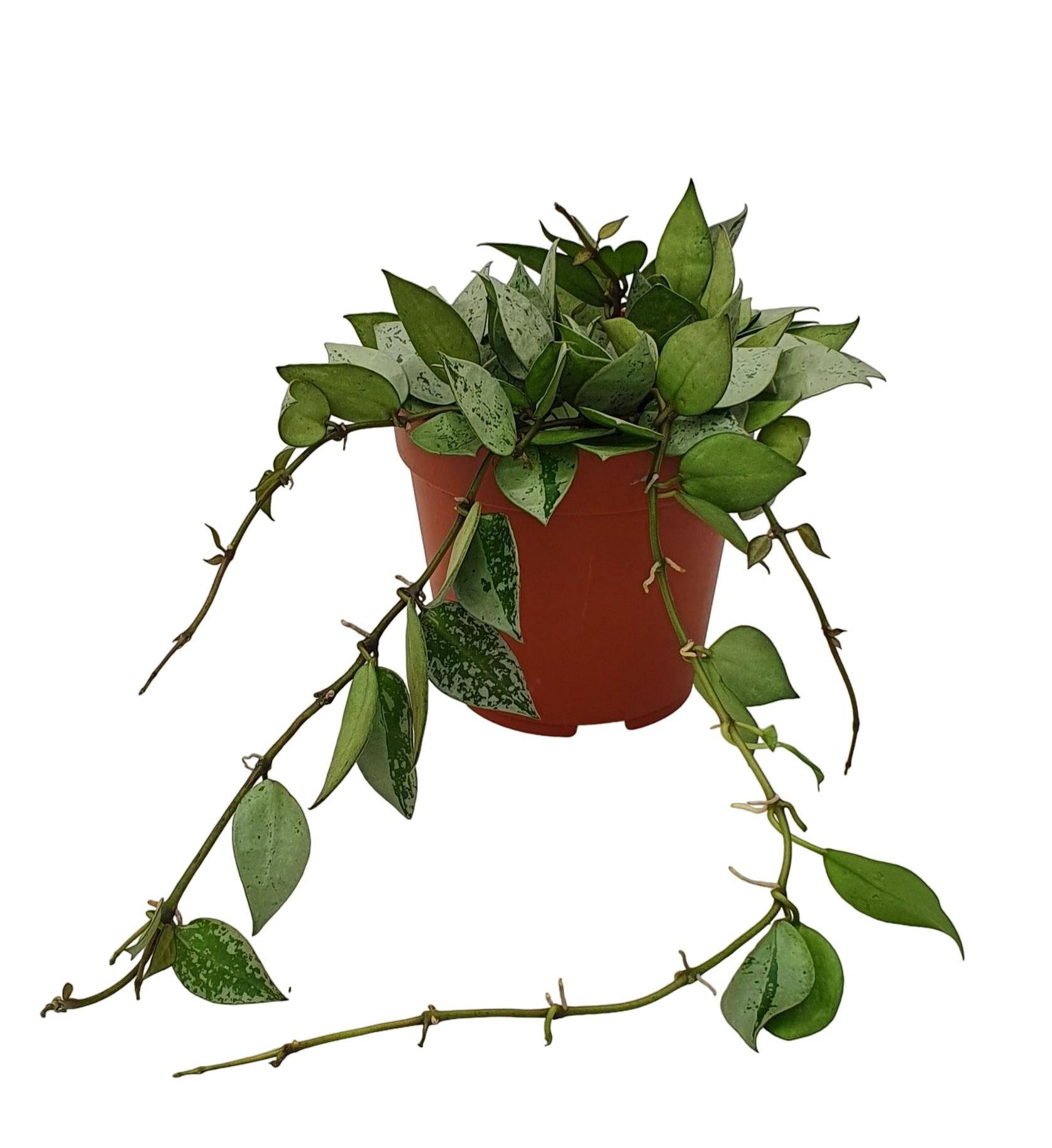 Hoya Krohniana Eskimo 15cm - Plante d'intérieur- La Green Touch - Image 2