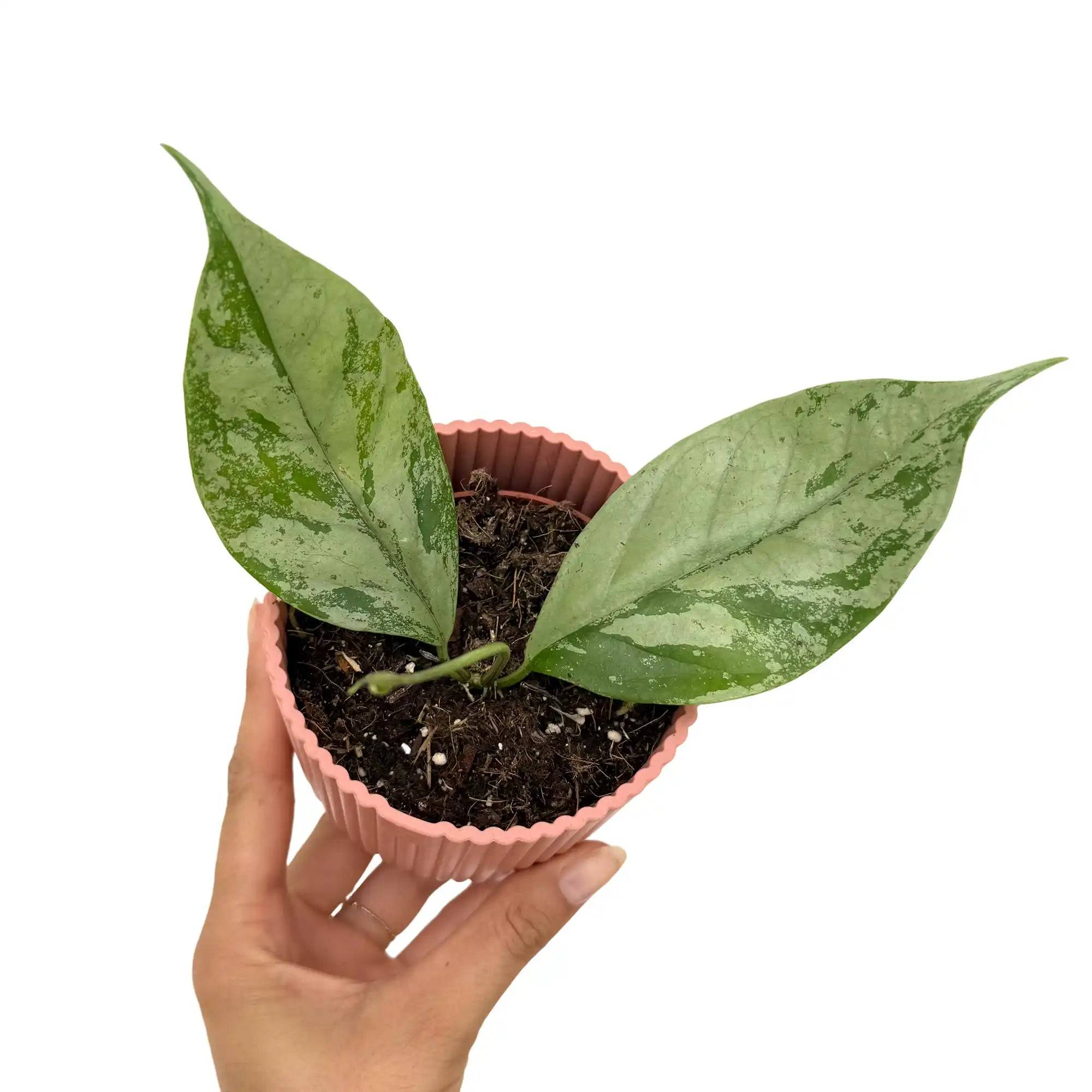 Hoya coriacea silver - Pot de 8cm - Plantes d'intérieur - Image 1