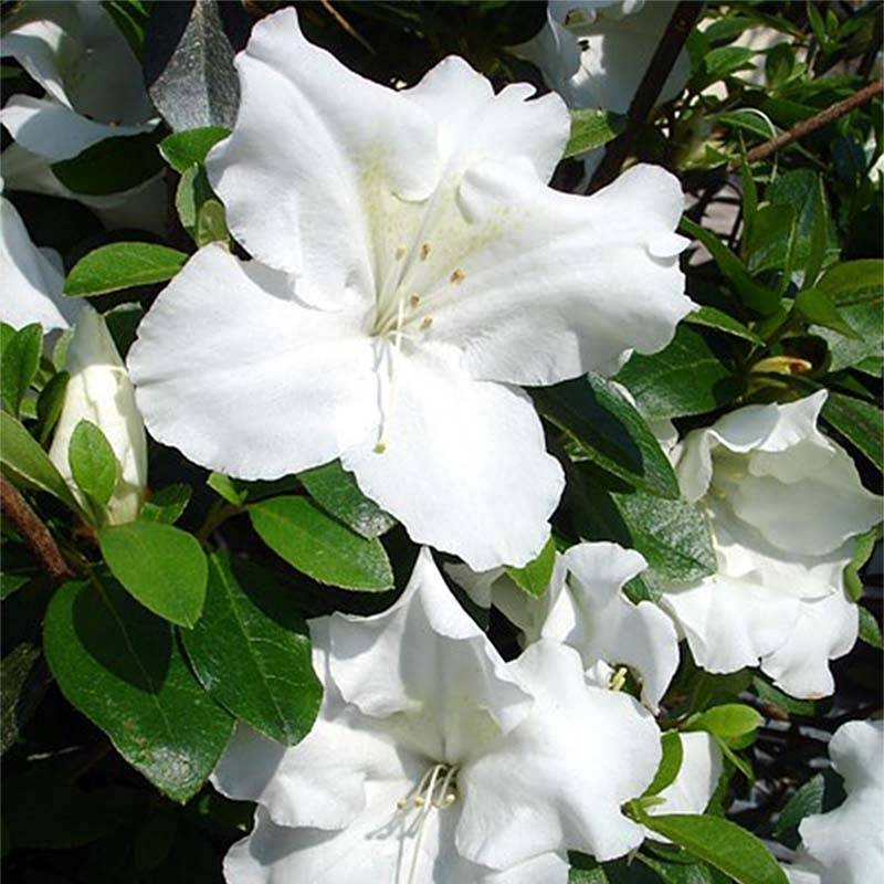Promesse de Fleurs - Azalée japonaise Dorothy Heiden Pot de 2L/3L - Image 1