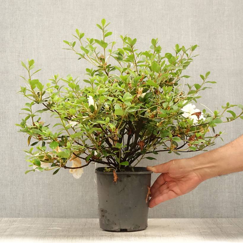 Promesse de Fleurs - Azalée japonaise Dorothy Heiden Pot de 2L/3L - Image 2