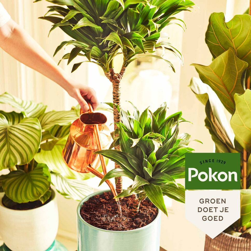 Pokon - Pokon engrais pour plantes d’intérieur en poudre – 100 grammes - Image 2
