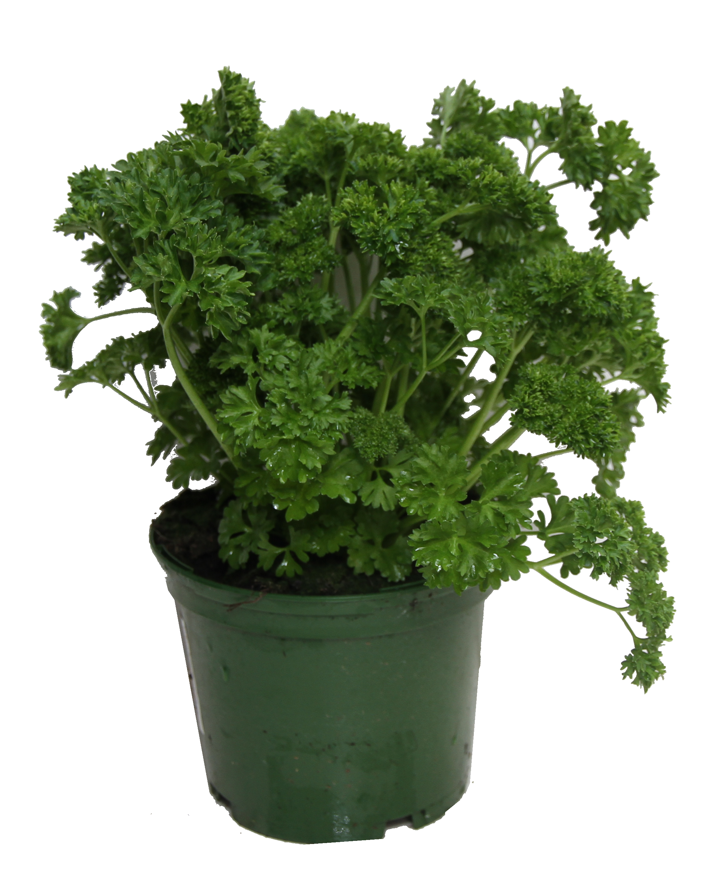 Horti-Flandre - Persil frise pot 14 cm