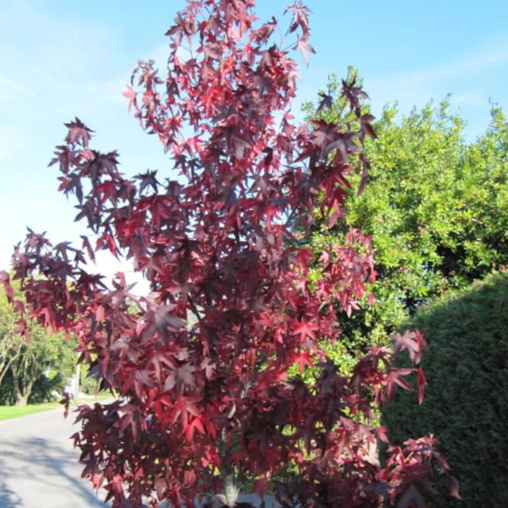 Copalme d'Amérique Paarl, Liquidambar - Pot de 15L - Baliveau