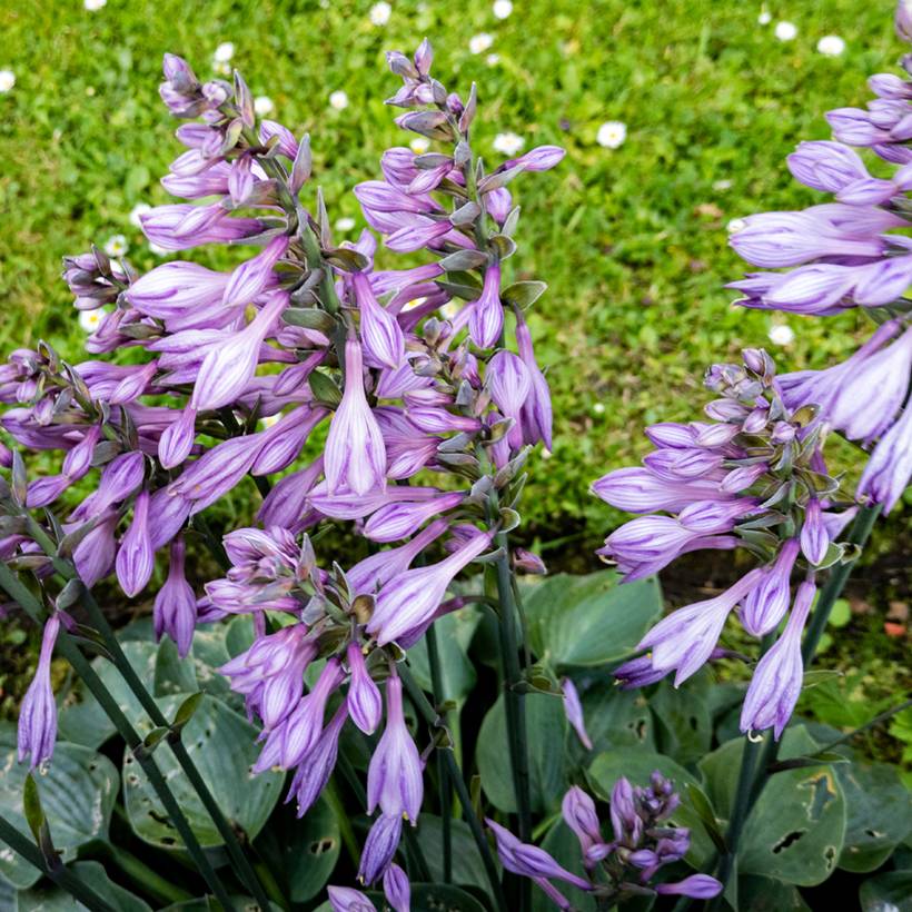 Promesse de Fleurs - Hosta Blue Cadet Pot de 1,5L/2L