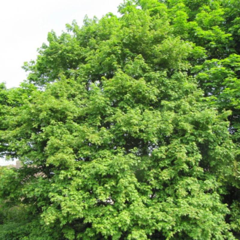 Érable champêtre Lienco, Acer campestre - Pot de 15L - Baliveau - Image 2