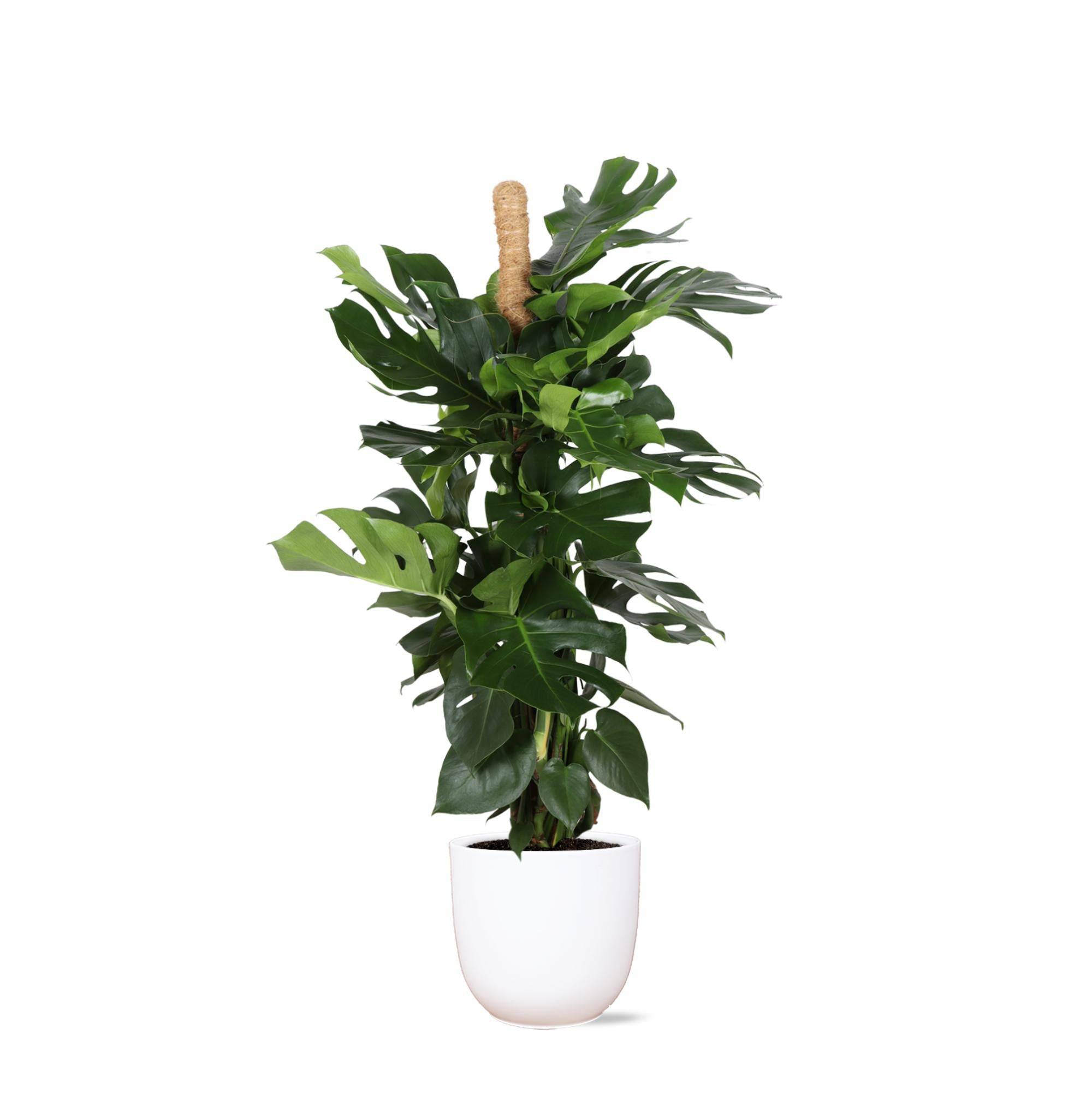 Monstera Deliciosa et son pot- La Green Touch Blanc - Hauteur 150cm