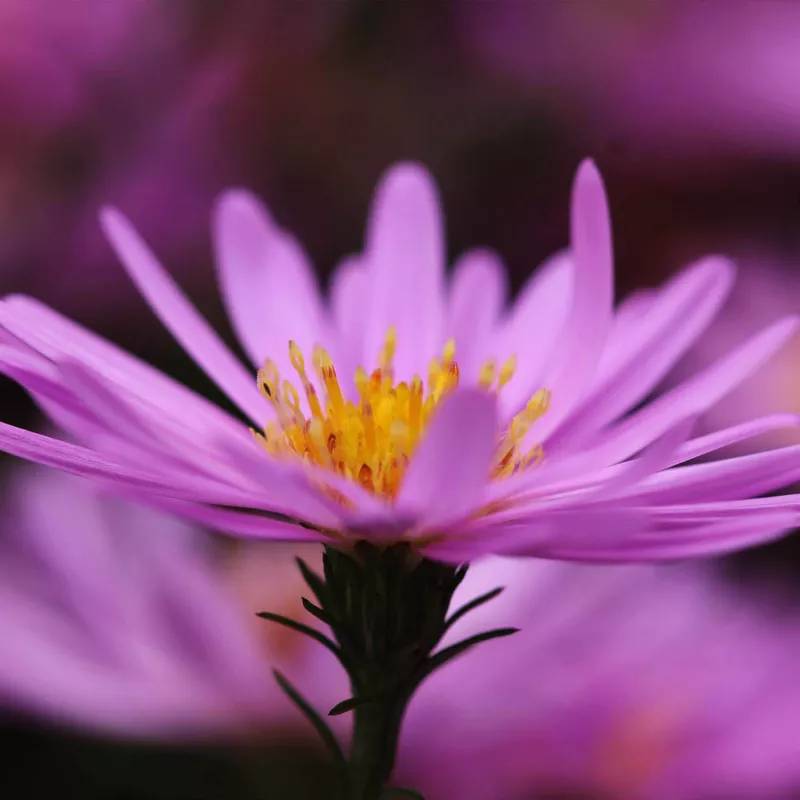 6 Asters des Alpes (Aster Alpinus 'Happy End') - Lot de 6 vivaces - Pépinières Naudet - Image 1