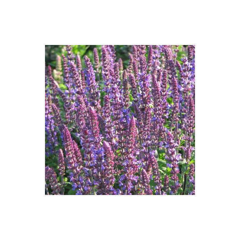 Sauge des bois New Dimension Blue à fleurs Bleue/ - feuillage Caduc - Godet - 5/20 cm - Imagen 5