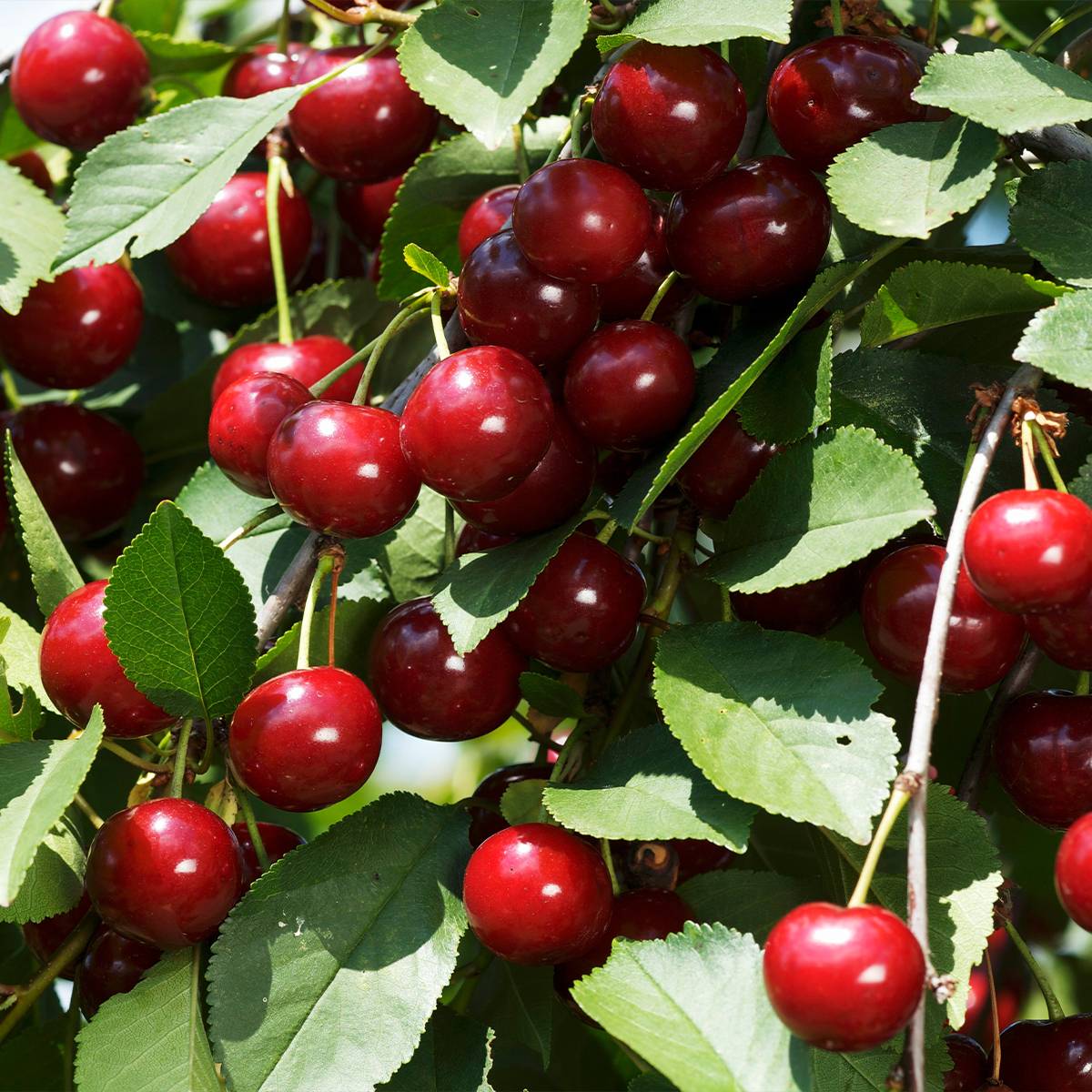 Cerisier colonnaire Shangai - Prunus cerasus Pot de 6L/7L, Colonnaire