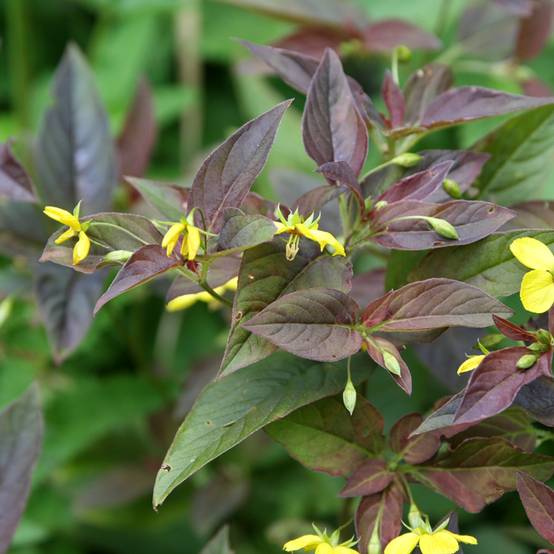Lysimachia ciliata Fire Cracker Godet de 8/9 cm