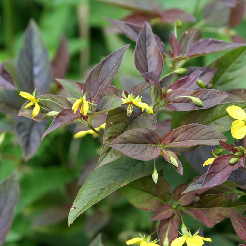 Lysimachia ciliata Fire Cracker Godet de 8/9 cm