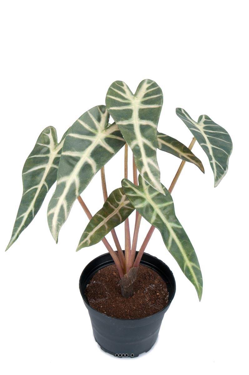Artificielles - Alocasia artificiel, 7 grandes feuilles, en pot H 30 cm - Imagen 1