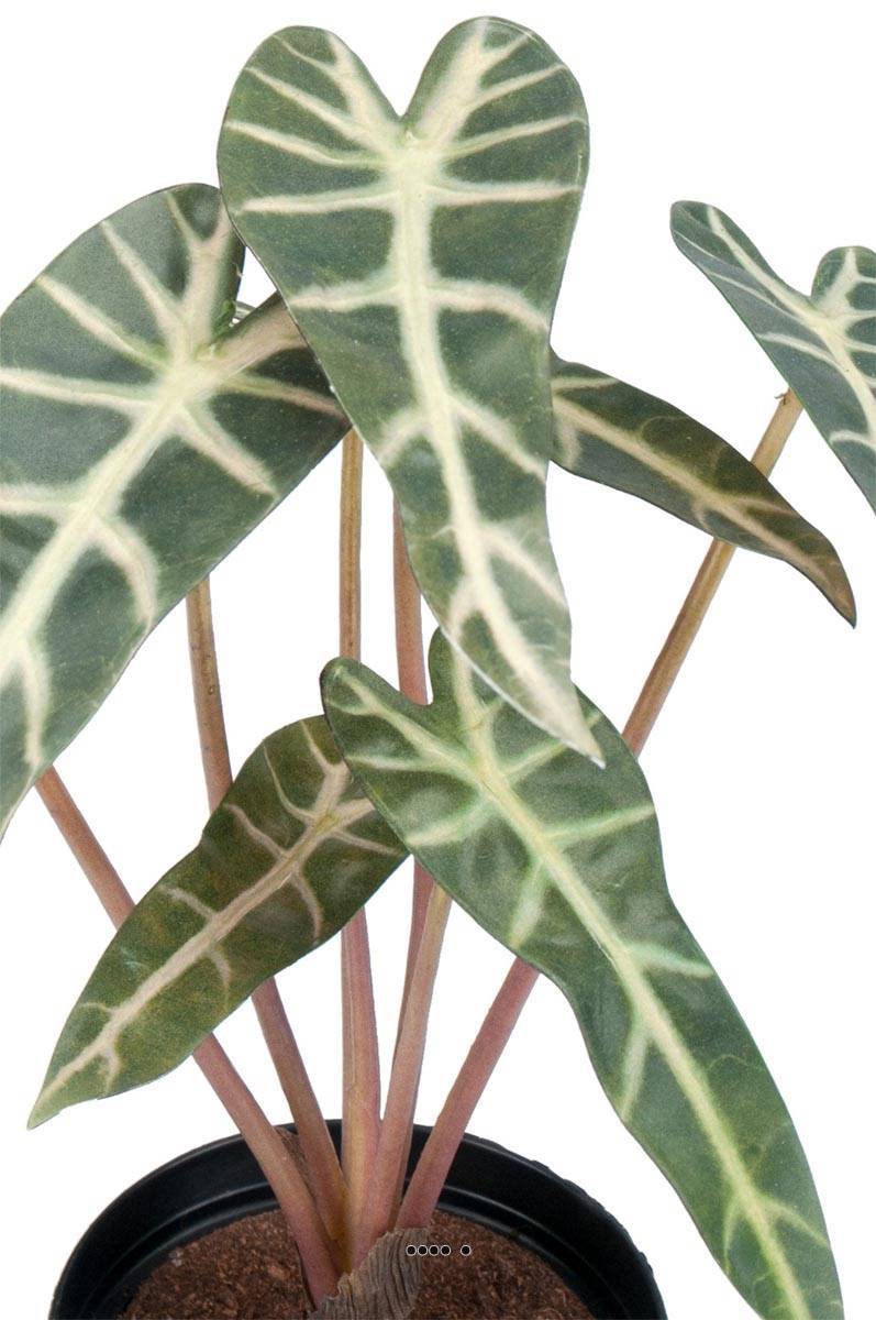 Artificielles - Alocasia artificiel, 7 grandes feuilles, en pot H 30 cm - Imagen 3