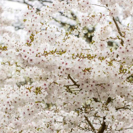 Prunus The Bride - Cerisier à fleurs Pot de 12L/15L, Tige - Image 1