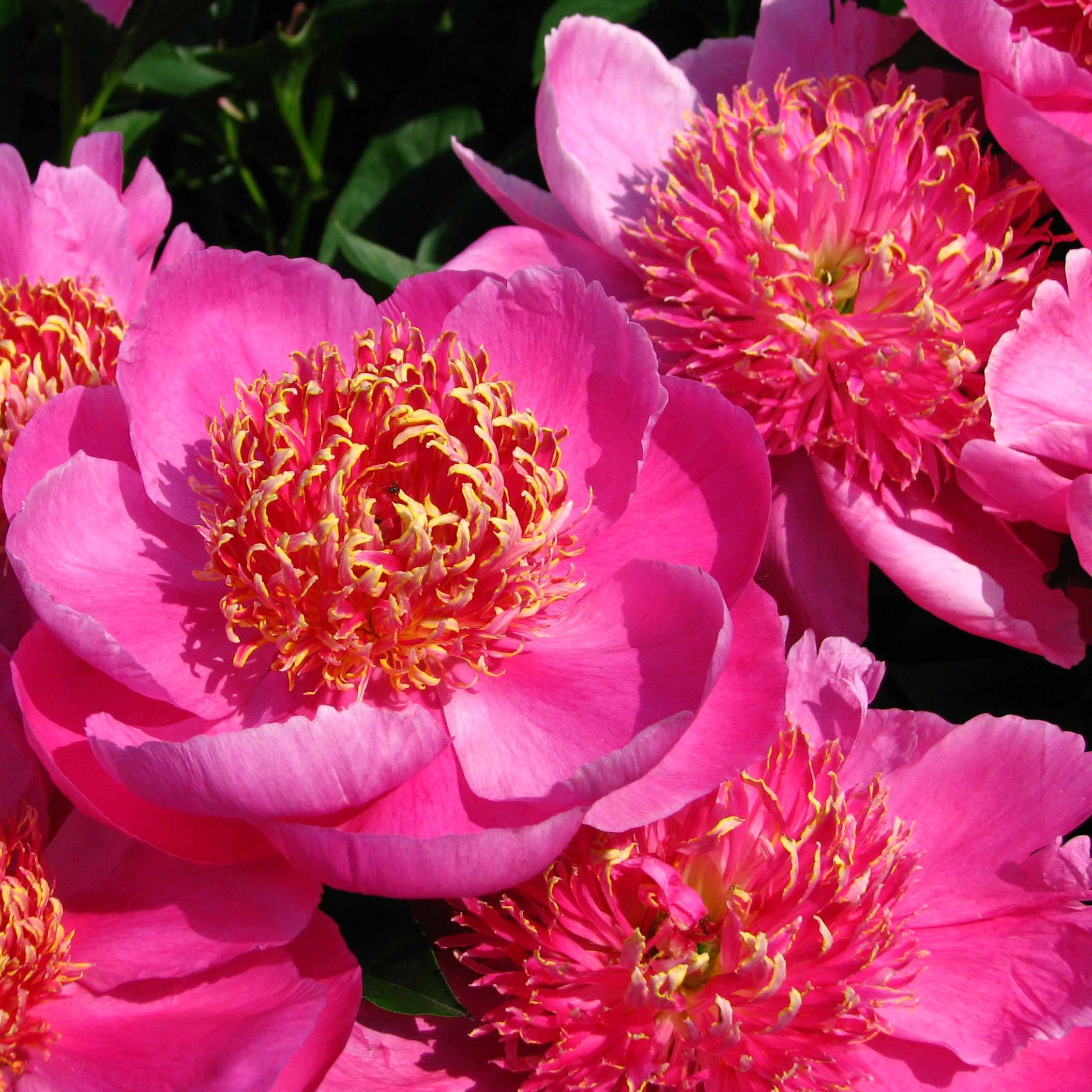 Pivoine lactiflora Neon Pot de 3L/4L